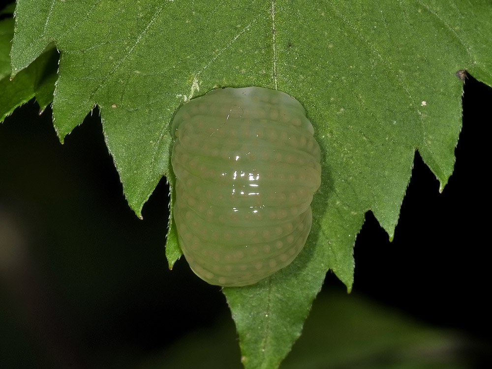 Larva? No. Ovatura di tricottero